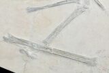 Rare, Partial Fossil Pterosaur Wing - Solnhofen Limestone #89501-2